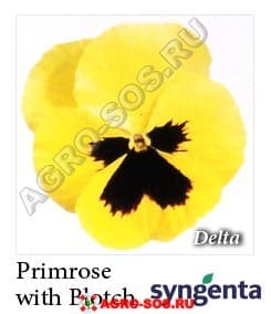 Виола Витрокка F1 Delta Premium Primrose with Blotch, Syngenta - 1000 семян