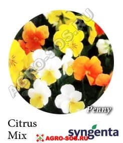 Виола рогатая F1 Пенни Цитрус Микс, Syngenta - 1000 семян