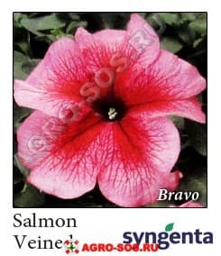 Петуния крупноцветковая F1 Bravo Salmon Veined, Syngenta - 1000 шт (драже)