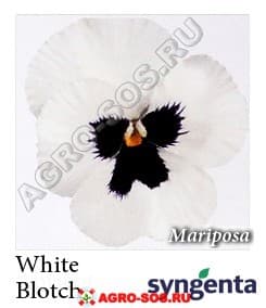 Виола Витрокка F1 Марипоза Белый Blotch, Syngenta - 1000 семян