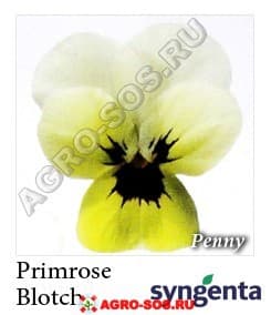 Виола рогатая F1  Penny Primrose Blotch, Syngenta - 1000 семян