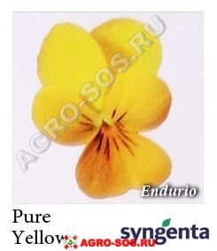 Виола рогатая F1 Endurio Pure Yellow, Syngenta - 1000 семян