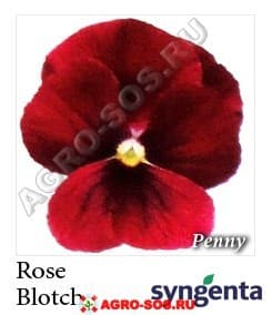 Виола рогатая F1 Penny Rose Blotch, Syngenta - 1000 семян