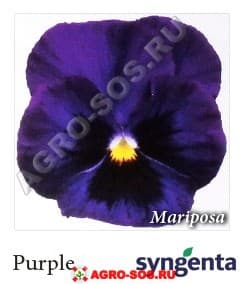 Виола Витрокка F1 Марипоза Пурпле, Syngenta - 1000 семян