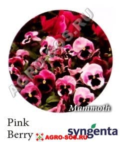 Виола Витрокка F1 Mammoth Pink Berry, Syngenta - 1000 семян