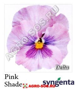 Виола Витрокка F1 Delta Pink Shades, Syngenta - 1000 семян