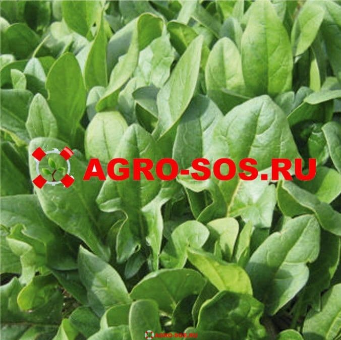 Шпинат Матадор, Гавриш - 50 г