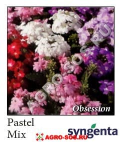 Вербена гибридная F1 Obsession Pastel Mix, Syngenta - 1000 шт