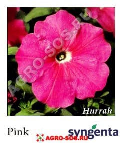 Петуния мультифлора F1 Hurrah Pink, Syngenta - 1000 шт (драже)