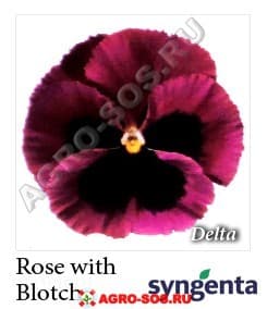 Виола Витрокка F1 Delta Premium Rose with Blotch, Syngenta - 1000 семян