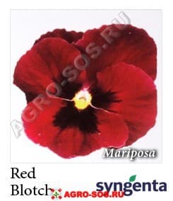 Виола Витрокка F1 Марипоза Ред Blotch гольдсмарт, Syngenta - 1000 семян