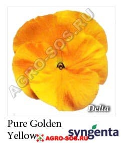 Виола Витрокка F1 Delta Premium Pure Golden Yellow, Syngenta - 1000 семян