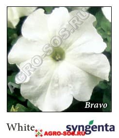 Петуния крупноцветковая F1 Bravo White, Syngenta - 1000 шт (драже)