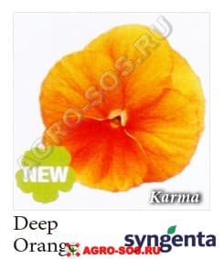 Виола Витрокка F1 Karma Deep Orange Improved, Syngenta - 1000 семян