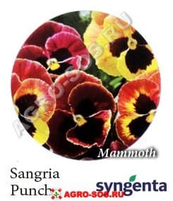 Виола Витрокка F1 Mammoth Sangria Punch, Syngenta - 1000 семян