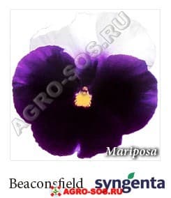 Виола Витрокка F1 Mariposa Beaconsfield, Syngenta - 1000 семян