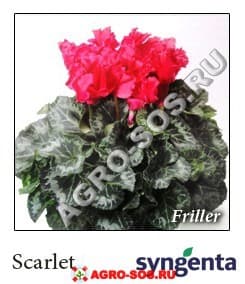Цикламен персидский F1 Friller Scarlet, Syngenta - 1000 семян
