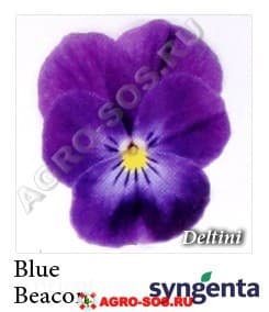 Виола рогатая F1 Deltini Blue Beacon, Syngenta - 1000 семян