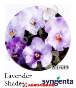 Виола Витрокка F1 Karma Lavender Shades, Syngenta - 1000 семян