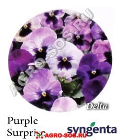 Виола Витрокка F1 Delta Purple Surprise, Syngenta - 1000 семян