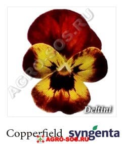 Виола рогатая F1 Deltini Copperfield, Syngenta - 1000 семян