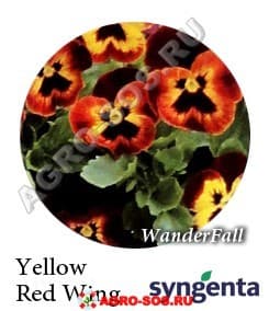 Виола Витрокка F1 Wonderfall Yellow Red Wing, Syngenta - 1000 семян