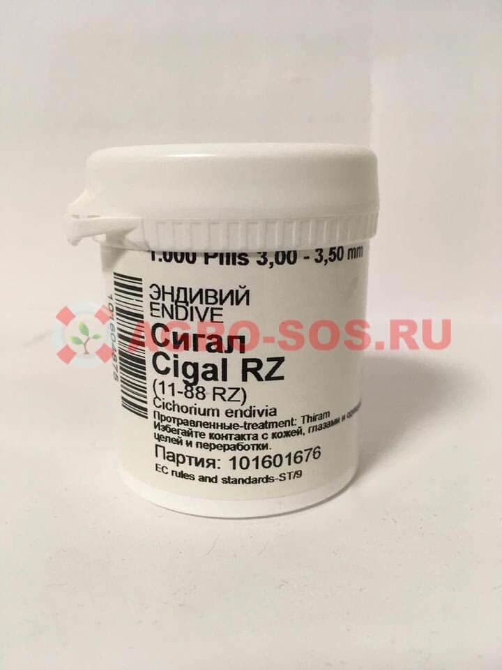 Семена эндивия Сигал, Райк Цван - 5000 семян