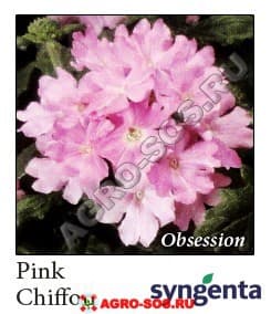 Вербена гибридная F1 Obsession Pink Chiffon, Syngenta - 1000 шт
