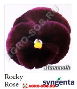 Виола Витрокка F1 Mammoth Rocky Rose, Syngenta - 1000 семян