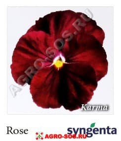 Виола Витрокка F1 Karma Rose, Syngenta - 1000 семян