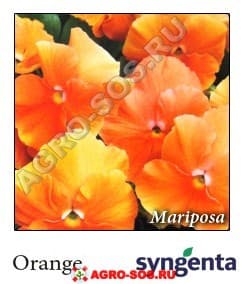 Виола Витрокка F1 Mariposa Orange, Syngenta - 1000 семян