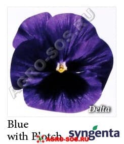 Виола Витрокка F1 Delta Blue with Blotch, Syngenta - 1000 семян