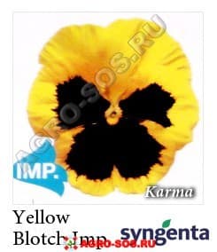 Виола Витрокка F1 Karma Yellow Blotch, Syngenta - 1000 семян