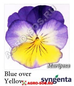 Виола Витрокка F1 Mariposa Blue Over Yellow, Syngenta - 1000 семян