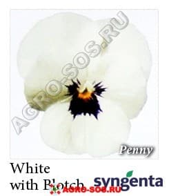 Виола рогатая F1 Penny White Blotch, Syngenta - 1000 семян