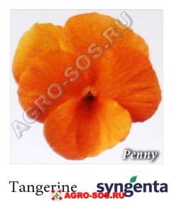 Виола рогатая F1 Penny Tangerine, Syngenta - 1000 семян