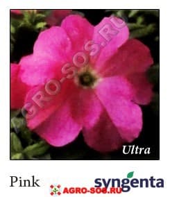 Петуния крупноцветковая F1 Ultra Pink, Syngenta - 1000 шт (драже)