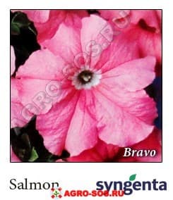 Петуния крупноцветковая F1 Bravo Salmon, Syngenta - 1000 шт (драже)
