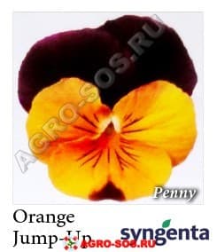 Виола рогатая F1 Penny Orange Jump-up, Syngenta - 1000 семян