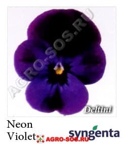 Виола рогатая F1 Deltini Neon Violet, Syngenta - 1000 семян