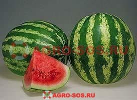 Арбуз Кримсон Свит, Syngenta - 10 000 семян
