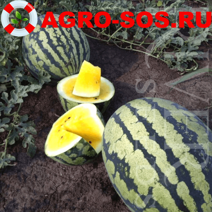 Арбуз Амарело F1, Седек - 500 шт.