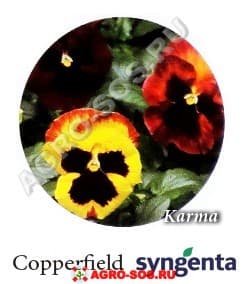 Виола Витрокка F1 Karma Copperfield, Syngenta - 1000 семян