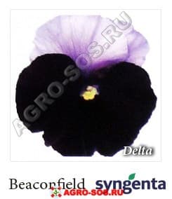 Виола Витрокка F1 Delta Premium Beaconsfiled, Syngenta - 1000 семян