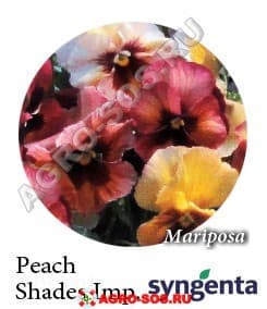 Виола Витрокка F1 Mariposa Peach Shades, Syngenta - 1000 семян