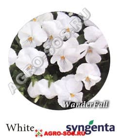 Виола Витрокка F1 Wonderfall White, Syngenta - 1000 семян