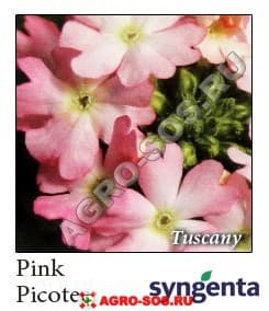 Вербена гибридная F1 Tuscany Pink Picotee, Syngenta - 1000 шт