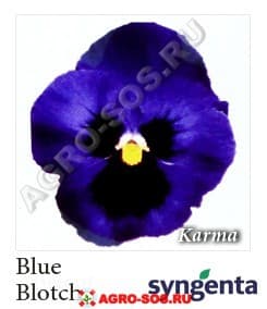 Виола Витрокка F1 Karma Blue Blotch, Syngenta - 1000 семян