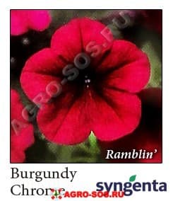 Петуния гибридная ампельная F1 Ramblin Burgundy Chrome, Syngenta - 1000 шт (драже)