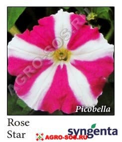 Петуния многоцветковая F1 Picobella Rose Star, Syngenta - 1000 шт (драже)